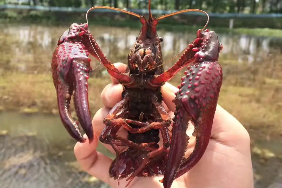 致富经龙虾养殖技术视频_致富经里面荆州养小龙虾_湖北荆州小龙虾养殖基地