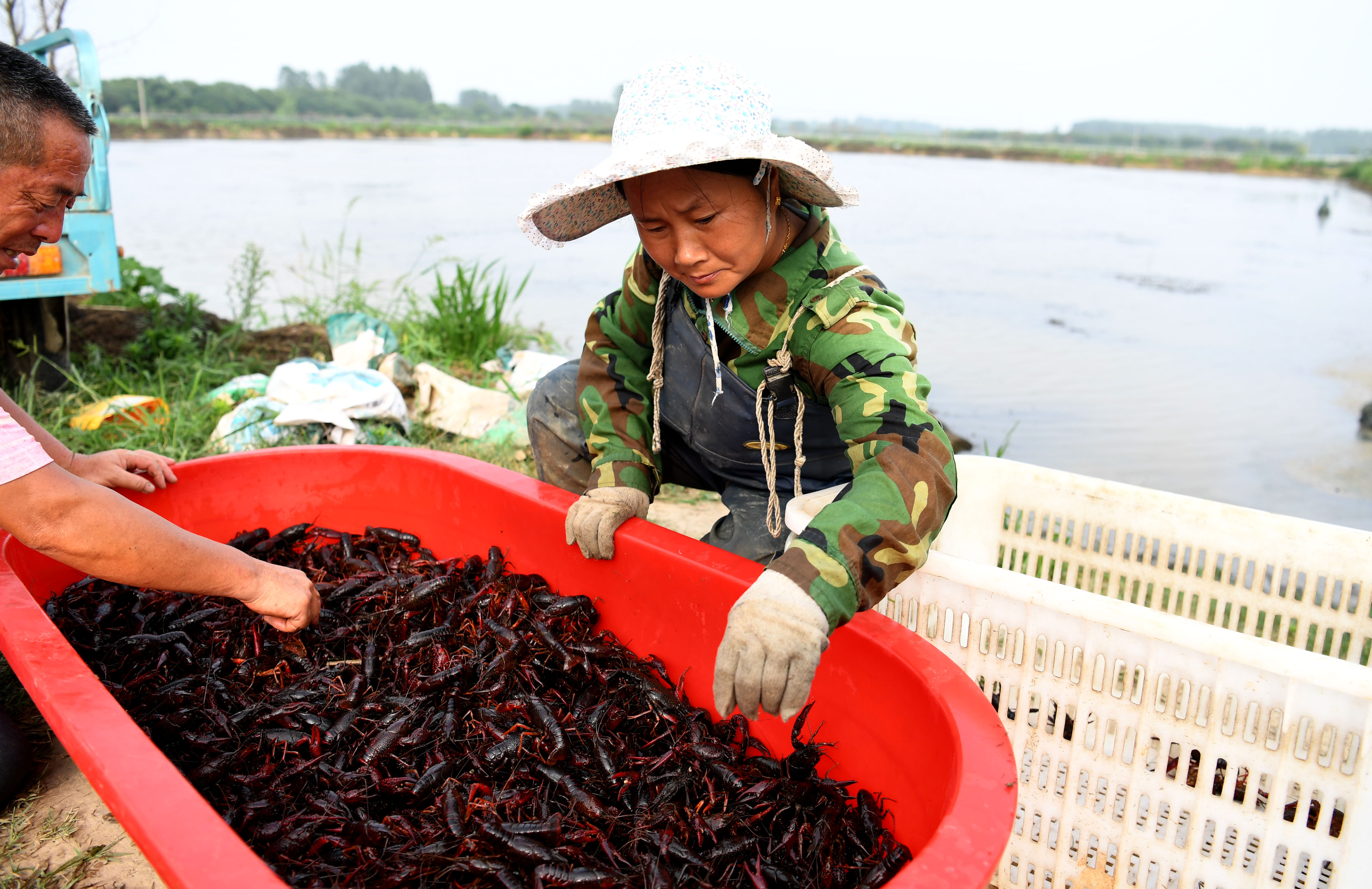 致富经龙虾养殖技术视频_湖北荆州小龙虾养殖基地_致富经里面荆州养小龙虾