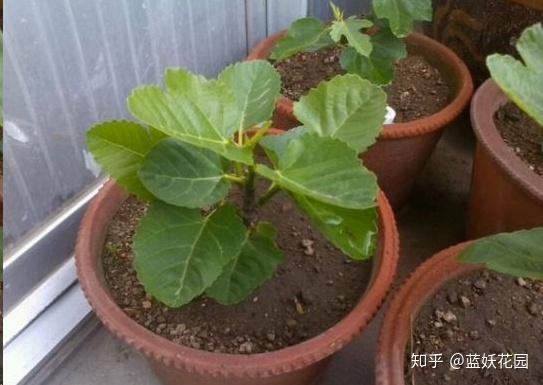 致富经种植视频无花果_致富经无花果种植视频_无花果种植视频教程