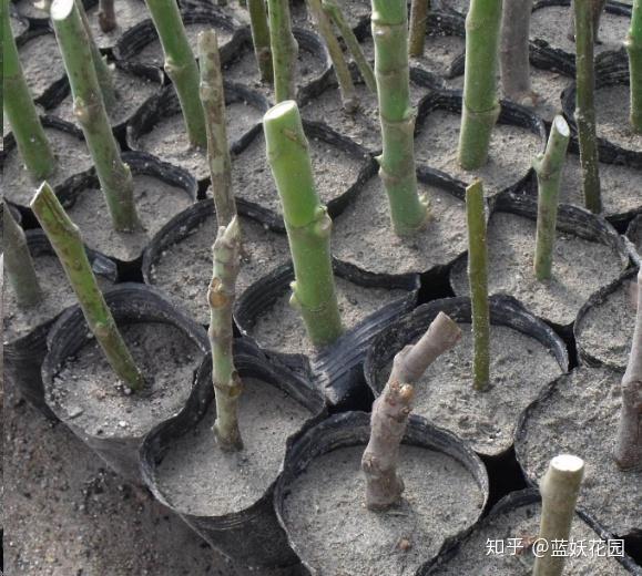 致富经种植视频无花果_致富经无花果种植视频_无花果种植视频教程