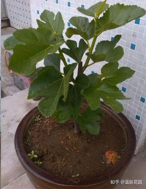 无花果种植视频教程_致富经无花果种植视频_致富经种植视频无花果