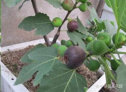 致富经种植视频无花果_无花果种植视频教程_致富经无花果种植视频