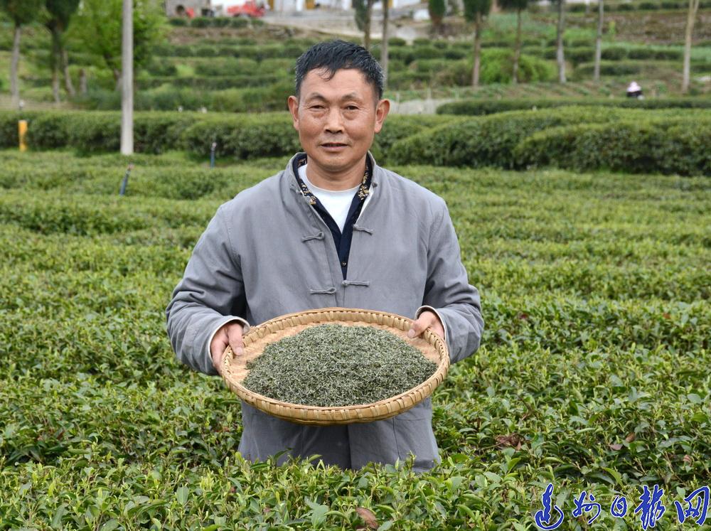 致富名人茶种里有什么_以茶致富的故事_致富经里的种茶名人