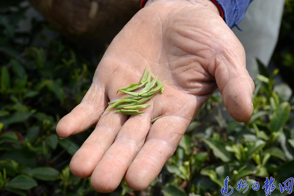 致富名人茶种里有什么_致富经里的种茶名人_以茶致富的故事