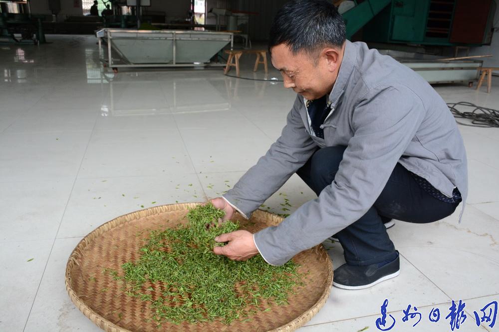 致富名人茶种里有什么_以茶致富的故事_致富经里的种茶名人