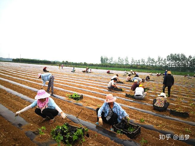 致富种植农村歌曲有哪些_致富种植农村歌曲大全_农村种植致富歌曲