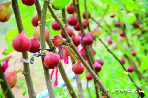 每日农经无花果种植视频_致富经种植视频无花果_无花果种植视频教程