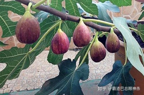 致富经种植视频无花果_每日农经无花果种植视频_无花果种植视频教程