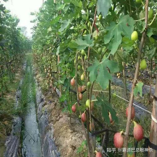 无花果种植视频教程_每日农经无花果种植视频_致富经种植视频无花果