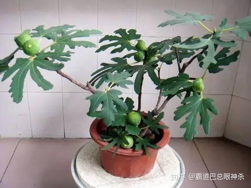 每日农经无花果种植视频_致富经种植视频无花果_无花果种植视频教程