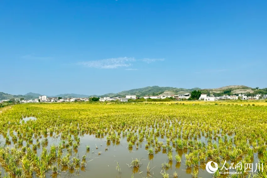 海南养龙虾的投资陷阱_海南淡水龙虾养殖基地_致富经海南养殖小龙虾