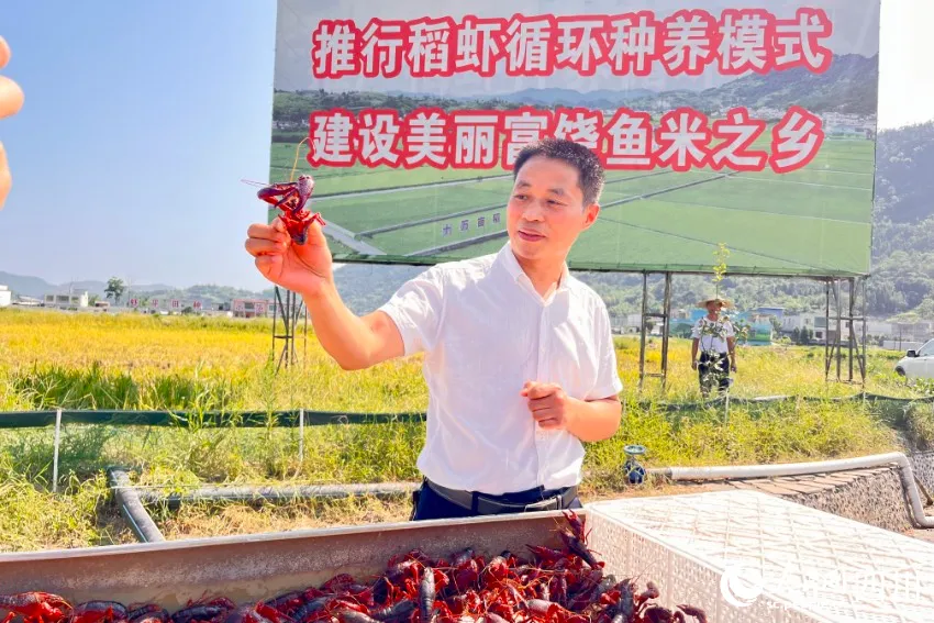 海南淡水龙虾养殖基地_致富经海南养殖小龙虾_海南养龙虾的投资陷阱