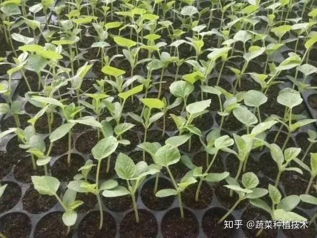 惠州种植香瓜致富_广东香瓜种植技术_广东香瓜种植