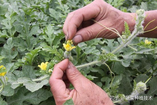 广东香瓜种植_惠州种植香瓜致富_广东香瓜种植技术