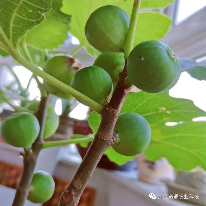 每日农经无花果种植视频_致富经种植视频无花果_视频致富种植无花果是真的吗