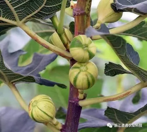 每日农经无花果种植视频_致富经种植视频无花果_视频致富种植无花果是真的吗