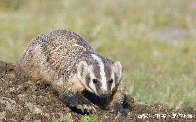 狗獾的养殖利润前景_养殖狗獾的销路怎么样_狗獾养殖技术