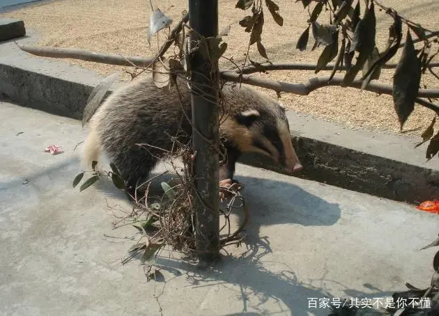 养殖狗獾的销路怎么样_狗獾的养殖利润前景_狗獾养殖技术