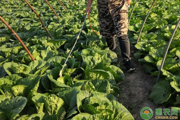 白菜种植技术及管理方法-图片版权归惠农网所有