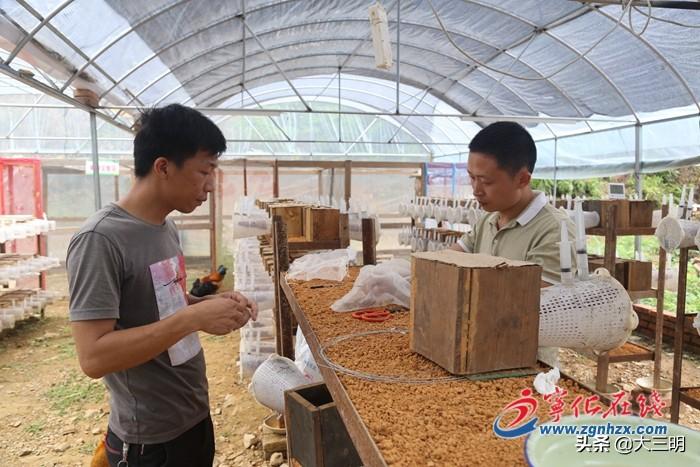 致富养殖马蜂视频大全_致富经马蜂养殖_致富养殖马蜂视频