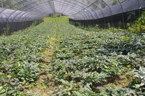 种植致富经_种植致富经创业项目_致富经林下种植技术