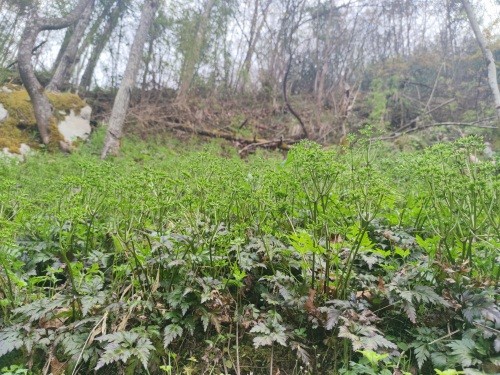 种植致富经创业项目_致富经林下种植技术_种植致富经