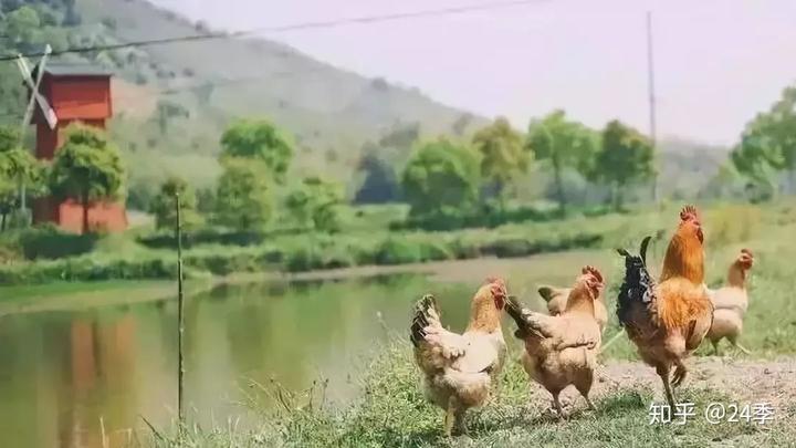 广东香瓜种植技术_惠州种植香瓜致富_香瓜种植基地