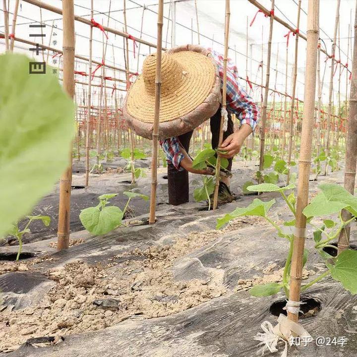 惠州种植香瓜致富_广东香瓜种植技术_香瓜种植基地