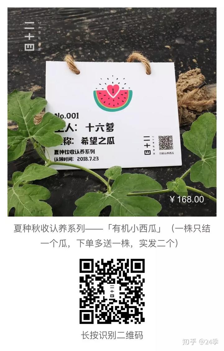 香瓜种植基地_广东香瓜种植技术_惠州种植香瓜致富