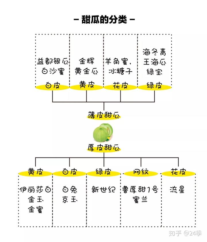 香瓜种植基地_广东香瓜种植技术_惠州种植香瓜致富