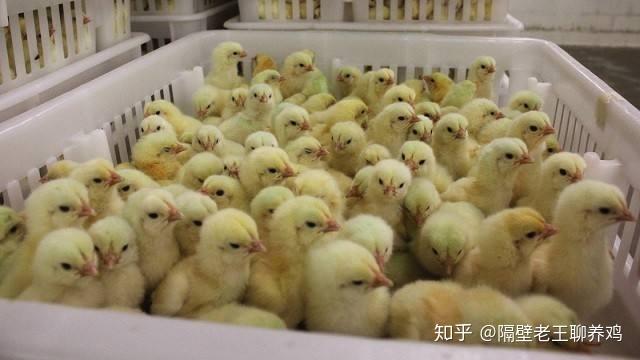 肉鸡养殖模式_生态肉鸡养殖技术_养殖生态肉鸡技术视频