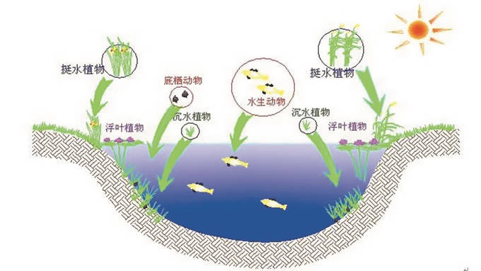 最新技术养殖日本对虾_日本对虾生态养殖技术_日本对虾养殖新技术