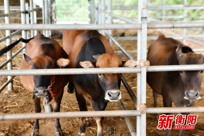 养鸡致富经_养殖鸡致富经视频_养殖鸡致富金