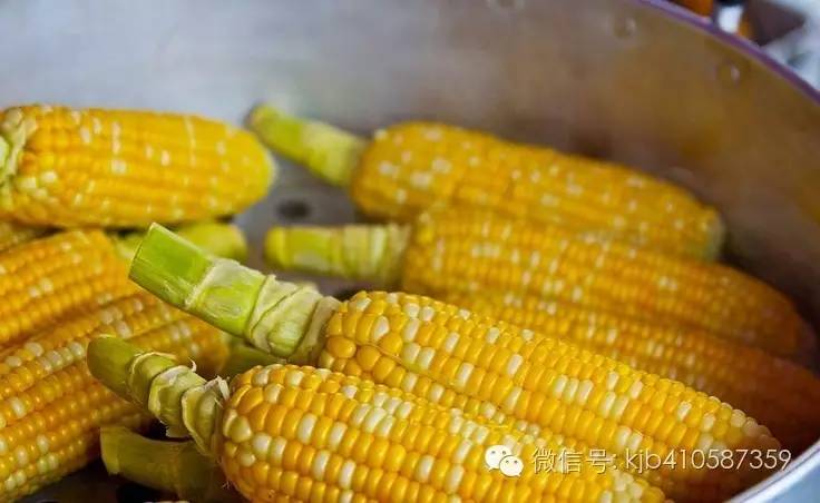 分葱种植技术和播种_种葱种子的方法和步骤_如何播种葱种子