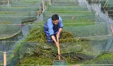 网箱养殖黄鳝技术_养殖黄鳝网箱技术规范_养殖黄鳝网箱技术视频