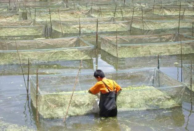 养殖黄鳝网箱技术视频_养殖黄鳝网箱技术规范_网箱养殖黄鳝技术