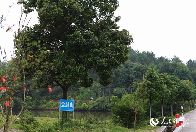 种植林木国家有补贴政策吗_新时代林木种植致富_林木种植项目