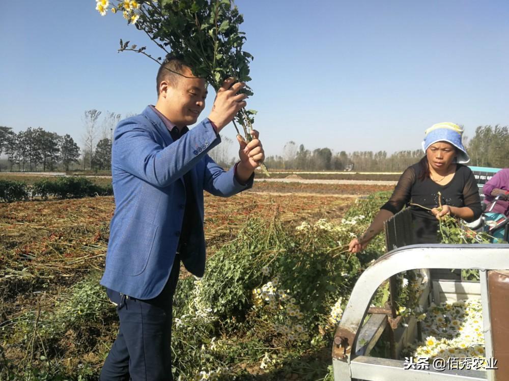 87岁老人种植致富_老年人致富_种地老人