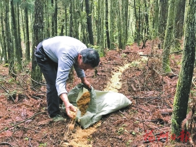 林下生出“金娃娃”拓宽生态致富路