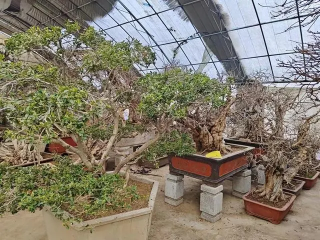 石榴盆景怎样种植技术_石榴盆景怎么种_石榴盆栽种植