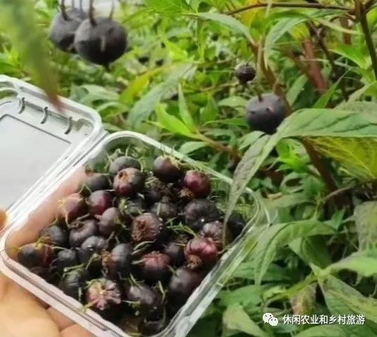 水果农物种植技术_水果种植农户_农业水果种植