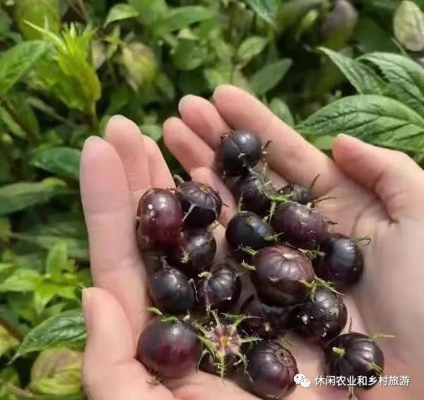 水果农物种植技术_水果种植农户_农业水果种植