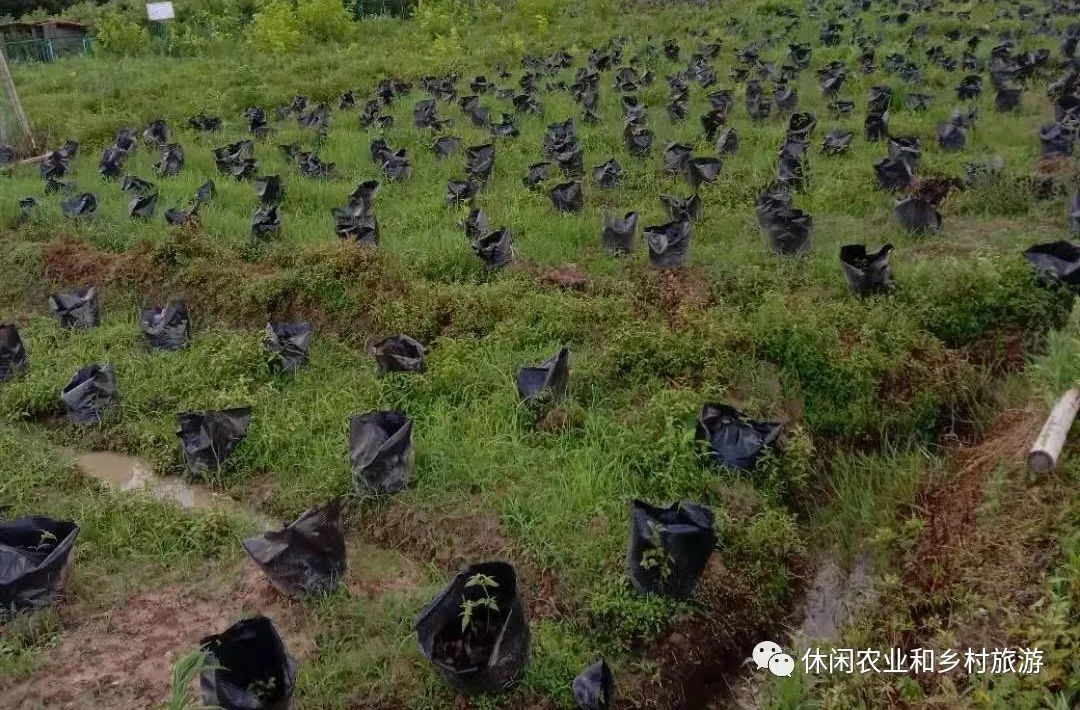 水果农物种植技术_水果种植农户_农业水果种植