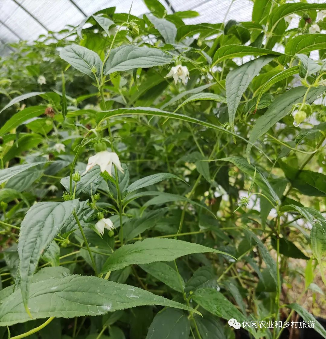 农业水果种植_水果农物种植技术_水果种植农户