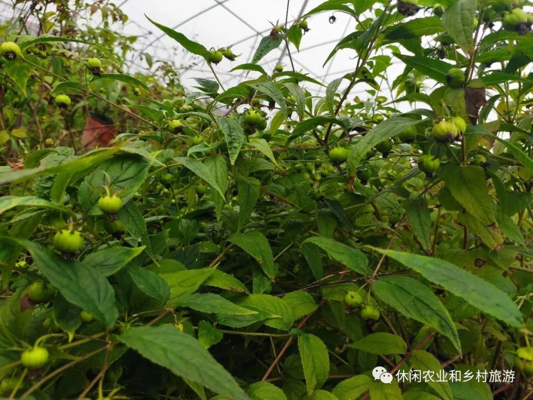 农业水果种植_水果种植农户_水果农物种植技术