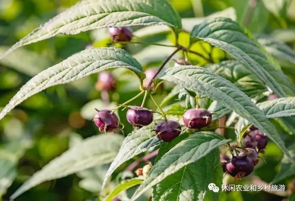 农业水果种植_水果种植农户_水果农物种植技术