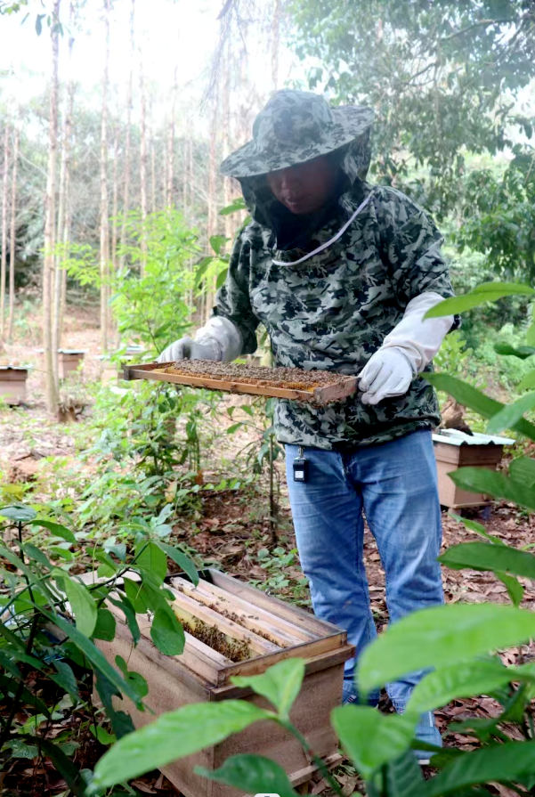 广西博白：产业振兴有“蜜”诀