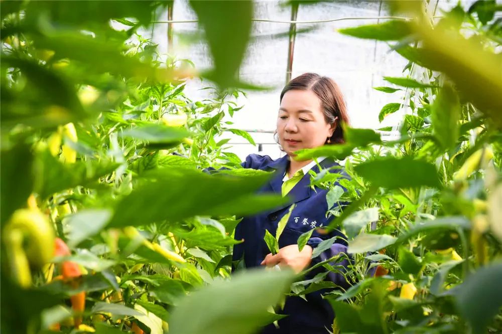 水果种植技术视频教程_水果农物种植技术_水果种植管理技术