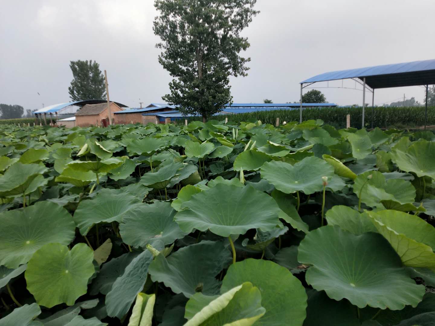 微信图片_20200805162849.jpg