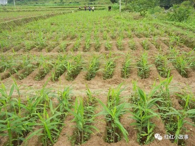 种植生姜的技术视频_视频生姜种植技术教程_生姜种植的视频